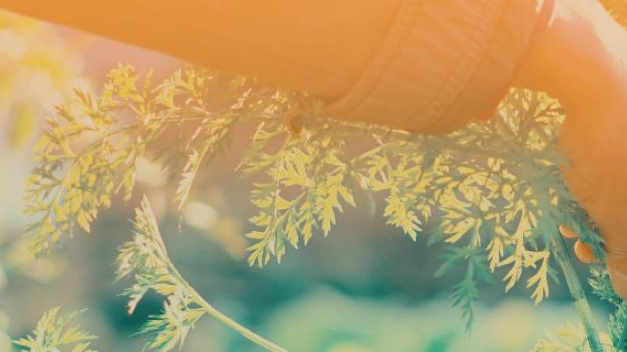 banner again