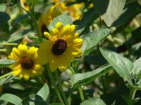 Image of a sunflower