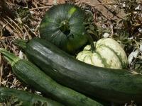 Courgette